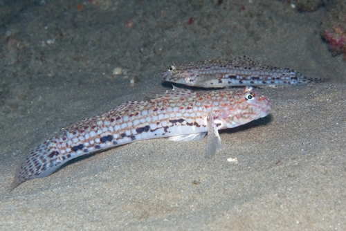 Istigobius decoratus observed 2026-10-21