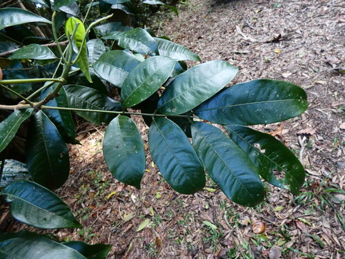 Dysoxylum observed 2026-10-22