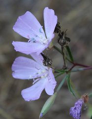 Clarkia bottae