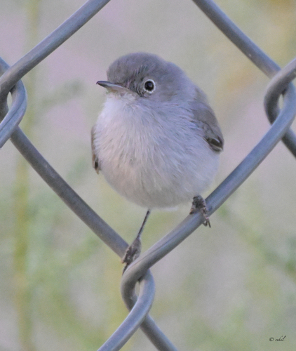 Black-tailed Gnatcatcher
