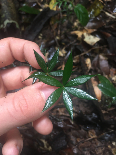 Alyxia ruscifolia observed 2026-10-23