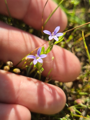 Lobelia pratioides, 2026-10-23