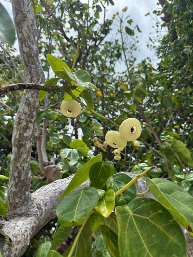 Hernandia nymphaeifolia observed 2026-10-23