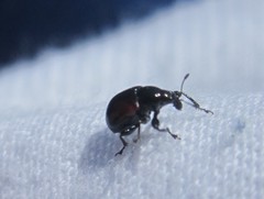 Synolabus bipustulatus