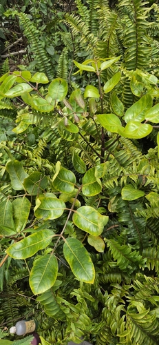 Polyscias oahuensis, 2026-10-19