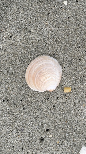 Dosinia anus observed 2026-10-06