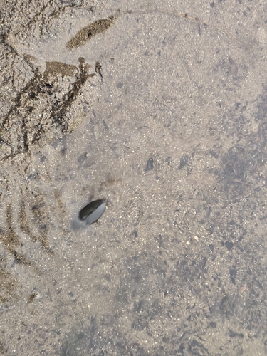 Giant Water Scavenger Beetle