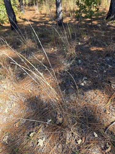 Aristida virgata observed 2026-10-22