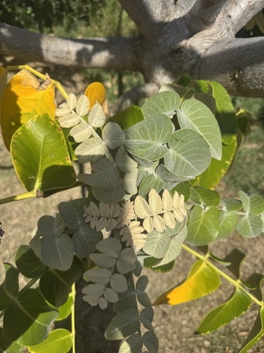 Polyscias racemosa observed 2026-10-22