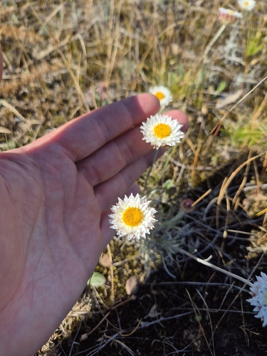 Leucochrysum albicans observed 2026-10-23