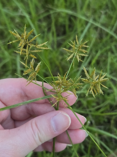 Cyperus polystachyos observed 2026-10-22
