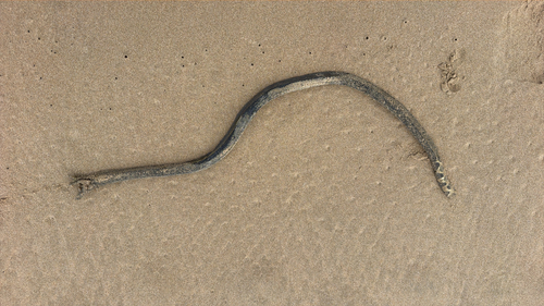 Hydrophis platurus observed 2026-10-23