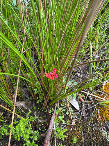 Kennedia coccinea observed 2026-10-23