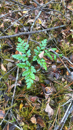Rutaceae observed 2026-10-22