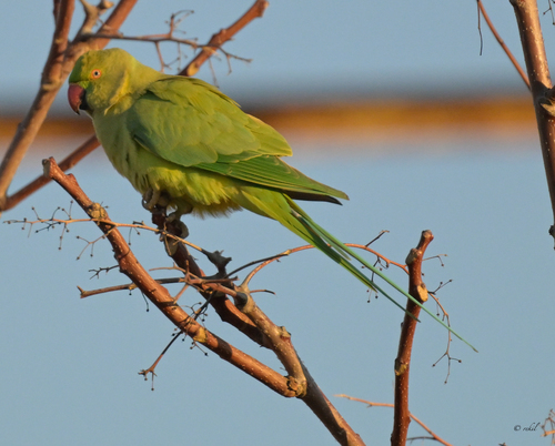 iNaturalist image