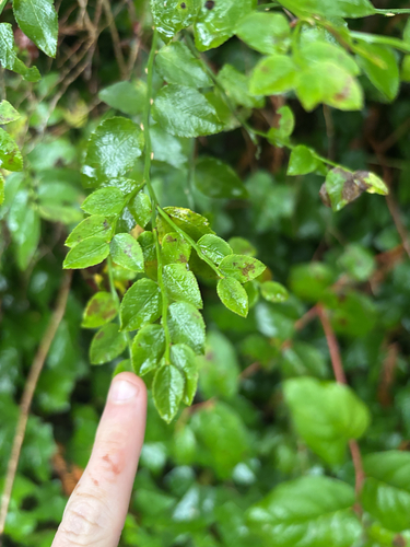 Vaccinium parvifolium, 2026-10-22