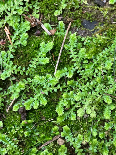 Selaginella apoda observed 2026-10-22