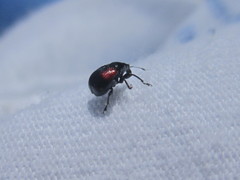 Synolabus bipustulatus