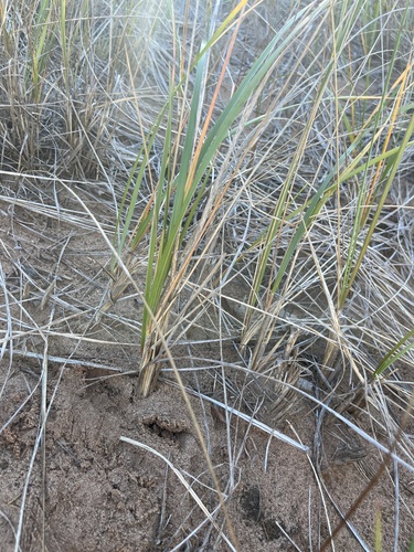 Calamagrostis breviligulata, 2026-10-21