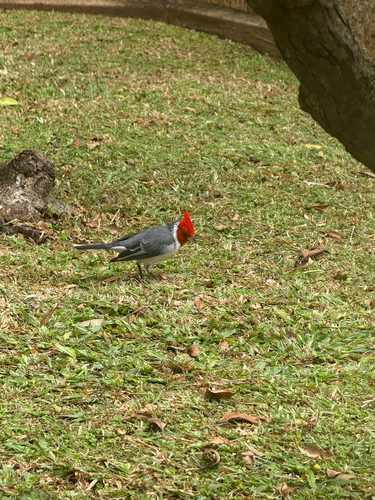 Paroaria coronata observed 2026-10-22