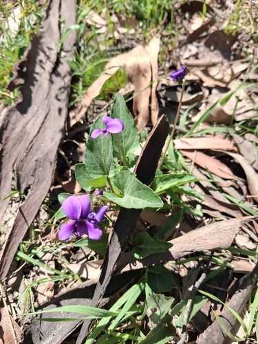 Viola betonicifolia, 2026-10-23