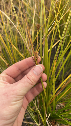 Carex vesicaria observed 2026-10-22