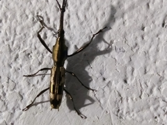 Belopherus