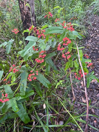 Kennedia coccinea observed 2026-10-23