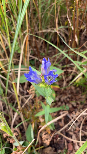 Gentiana scabra observed 2026-10-23