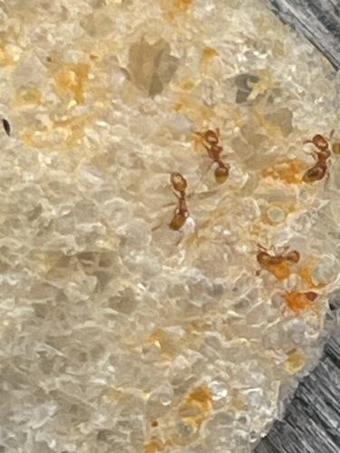 Common American Thief Ant