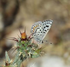 Euphilotes battoides