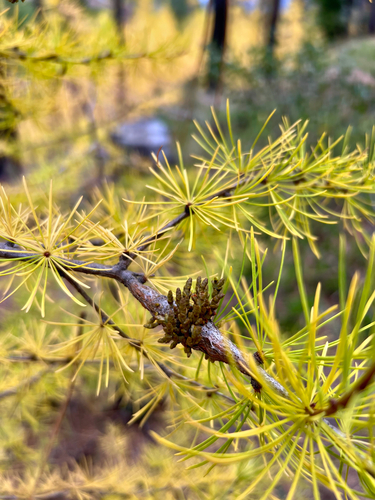 Arceuthobium campylopodum, 2026-10-22