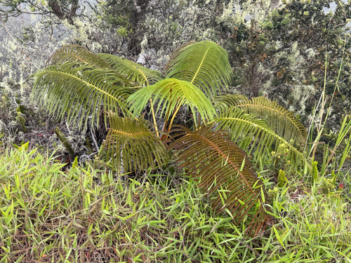 Sadleria cyatheoides observed 2026-10-22