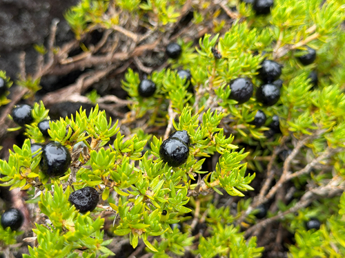Coprosma ernodeoides observed 2026-10-22