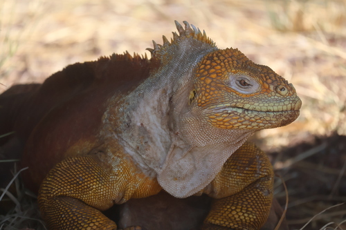 Conolophus subcristatus, 2026-10-22