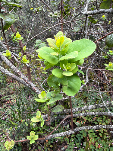 Santalum paniculatum observed 2026-10-22