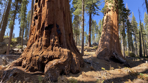 Sequoiadendron giganteum observed 2026-10-19