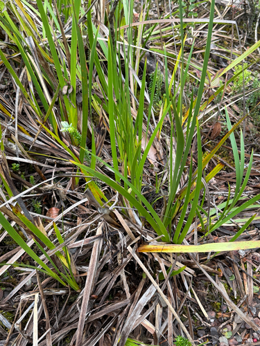 Machaerina angustifolia observed 2026-10-22