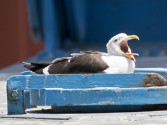 Larus dominicanus