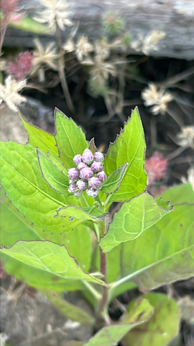 Pluchea odorata observed 2026-10-22