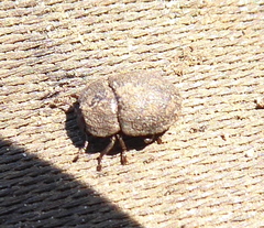 Coleoptera