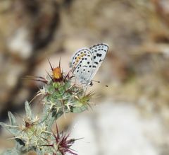 Euphilotes battoides