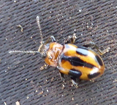Ancylopus natalensis