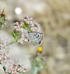 Euphilotes battoides