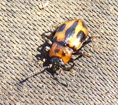 Ancylopus natalensis
