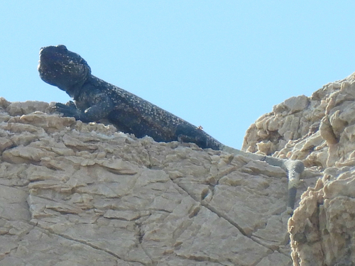 Sauromalus observed 2026-10-20