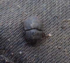 Coleoptera