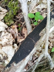 Graphostroma platystomum