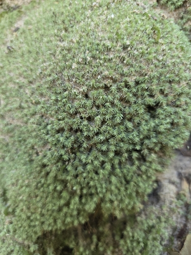 Leucobryum albidum observed 2026-10-22