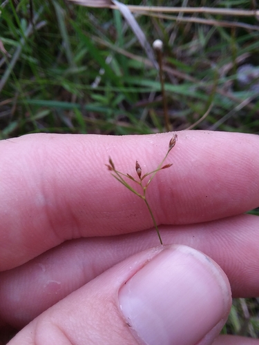 Image of Rhynchospora pusilla by (c) Will McFarland, some rights reserved (CC BY)